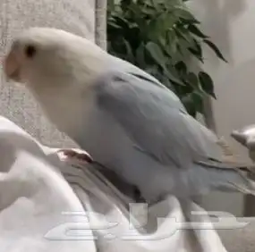 طير روز انتاج بيع مستعجل 4