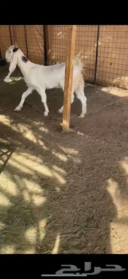 جذعه مطوره مقروعه 0