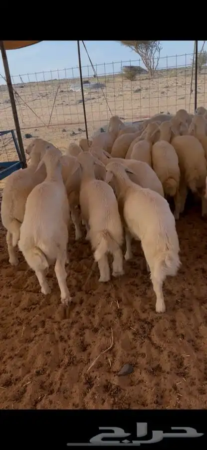 بهم حري شعره وشحم قفل 1