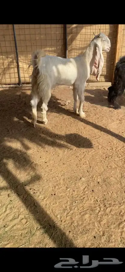 جذعه مطوره مقروعه 1