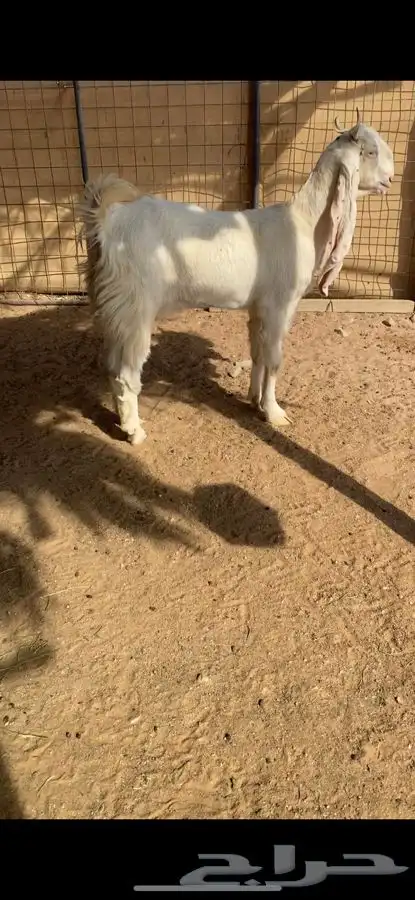 جذعه مطوره مقروعه 2