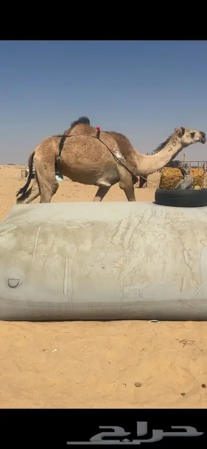 للبيع حمرا 1