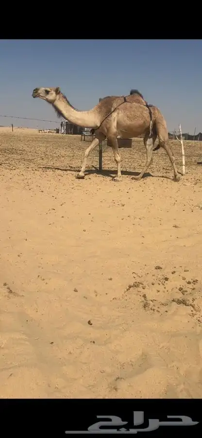 للبيع حمرا 3