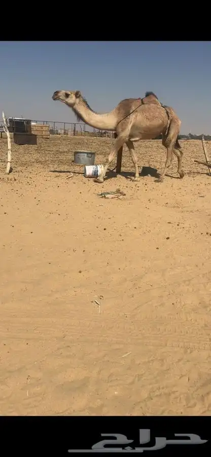 للبيع حمرا 4