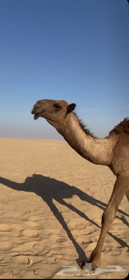 قعود دبياني كفووو 1