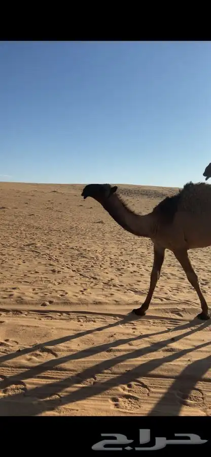 قعود دبياني كفووو 0