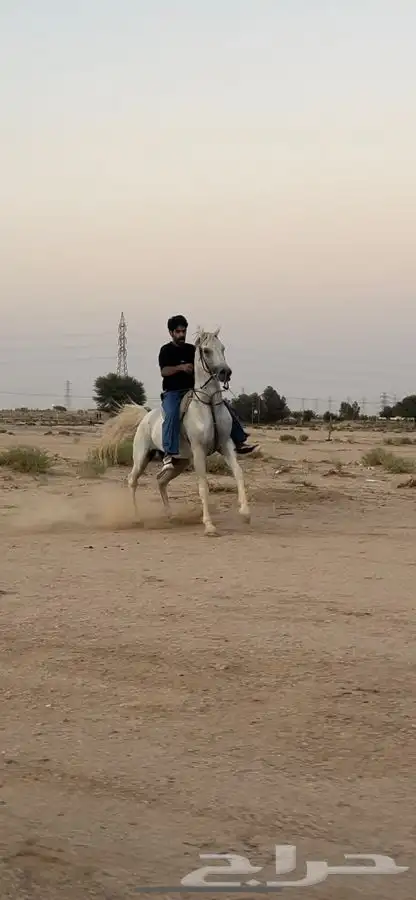 حصان عربي 0