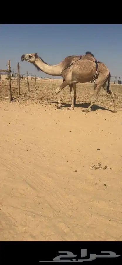 للبيع حمرا 0