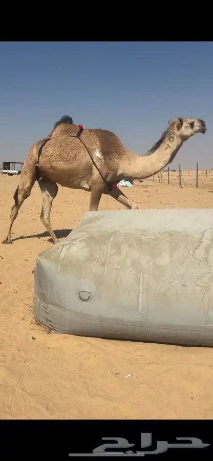 للبيع حمرا 2