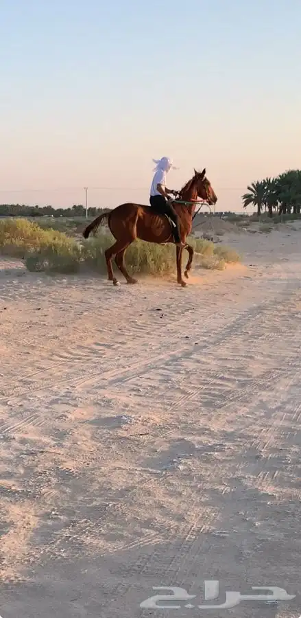 حصان انقليزي حصان حار مع الخيال وبارد مع المبتدي 0
