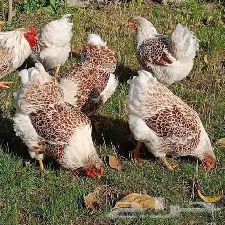 دجاج وايندوت سبلاش فاخر للبيع 2