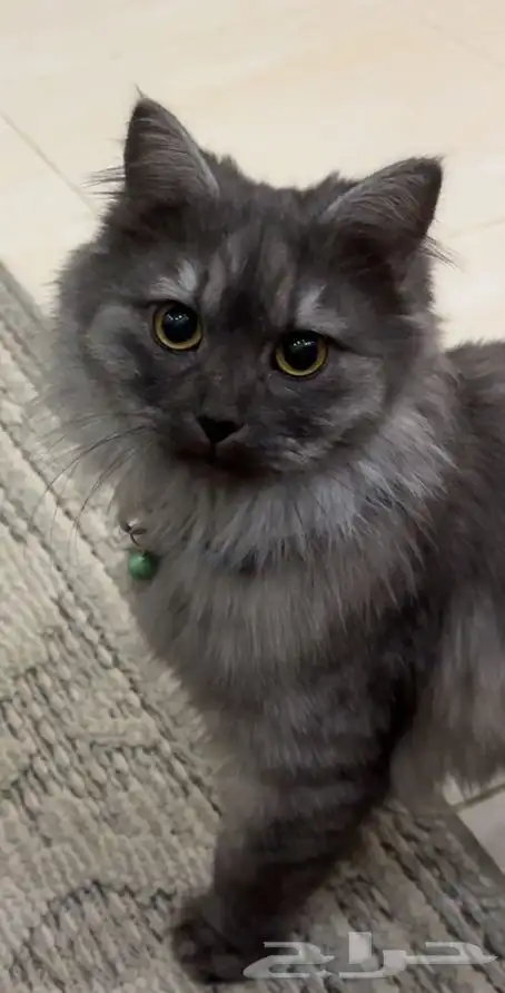 قط شيرازي ذكر 2