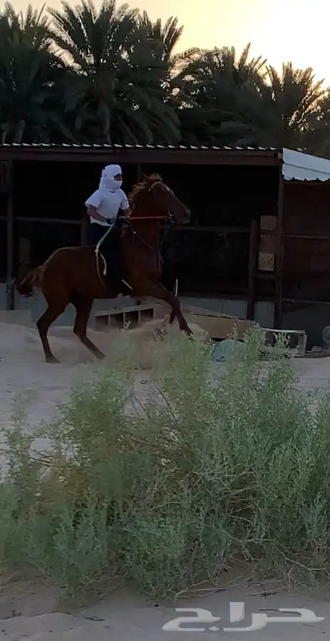 حصان انقليزي حصان حار مع الخيال وبارد مع المبتدي 1