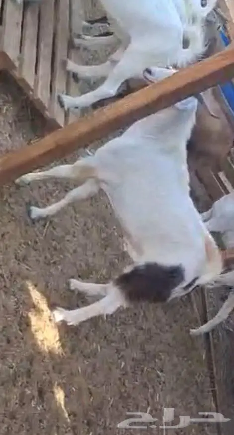 تيوس فل شحم مخصي من حلال الديره العمر 8 شهور 0