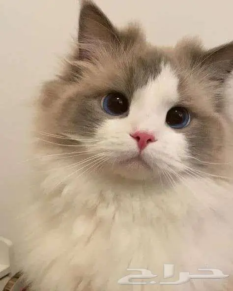 اسلام عليكم قطه لتبني 5