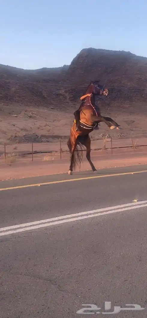 حصان ركوب طرب 5