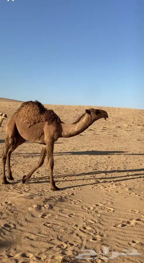 قعود دبياني كفووو 2