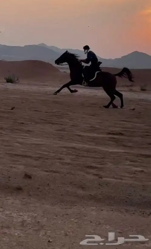 حصان شعبي شيخ 6