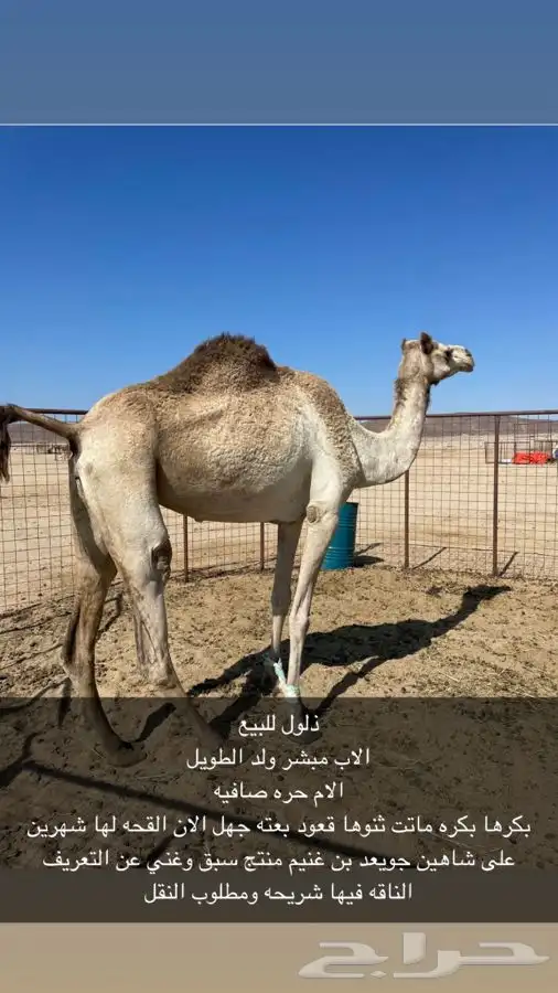 ذلول شكل وسلاله للبيع 0