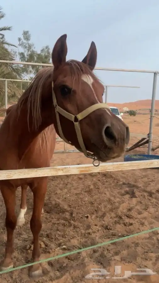 للبيع حصان واهو 0