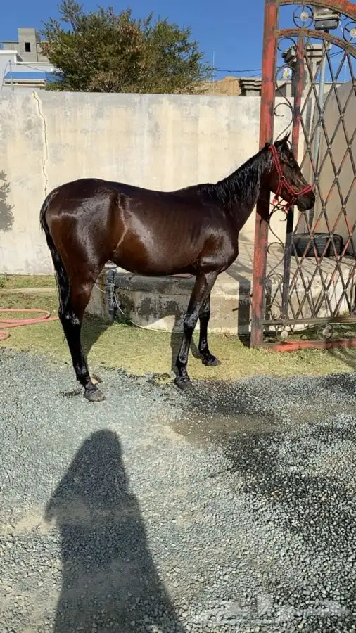 حصان شعبي   الصحه شرط   العمر 4 سنوات 2