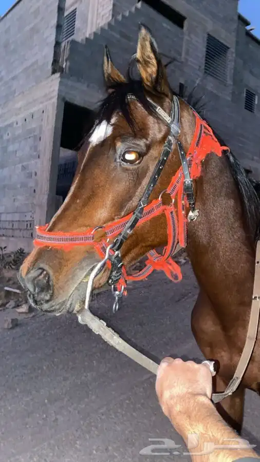 حصان شعبي   الصحه شرط   العمر 4 سنوات 3