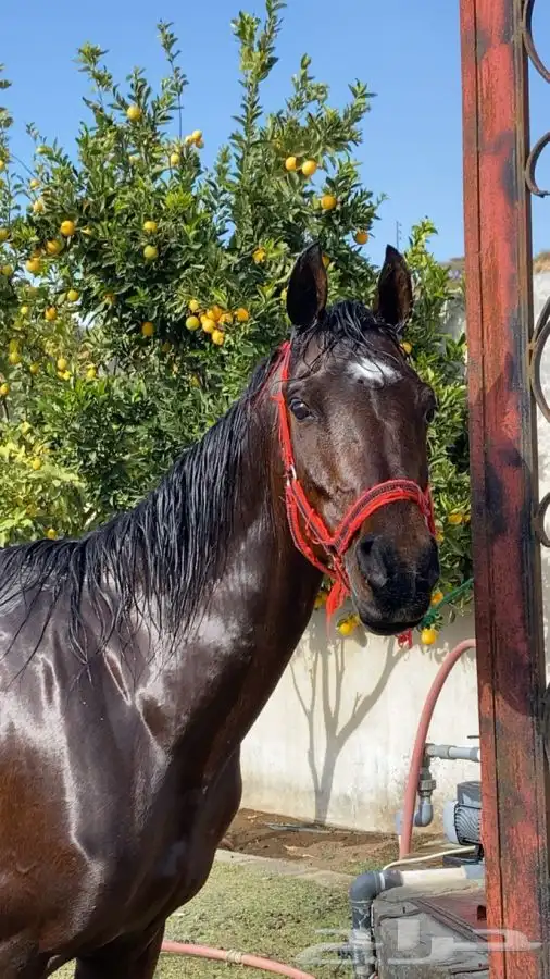 حصان شعبي   الصحه شرط   العمر 4 سنوات 0