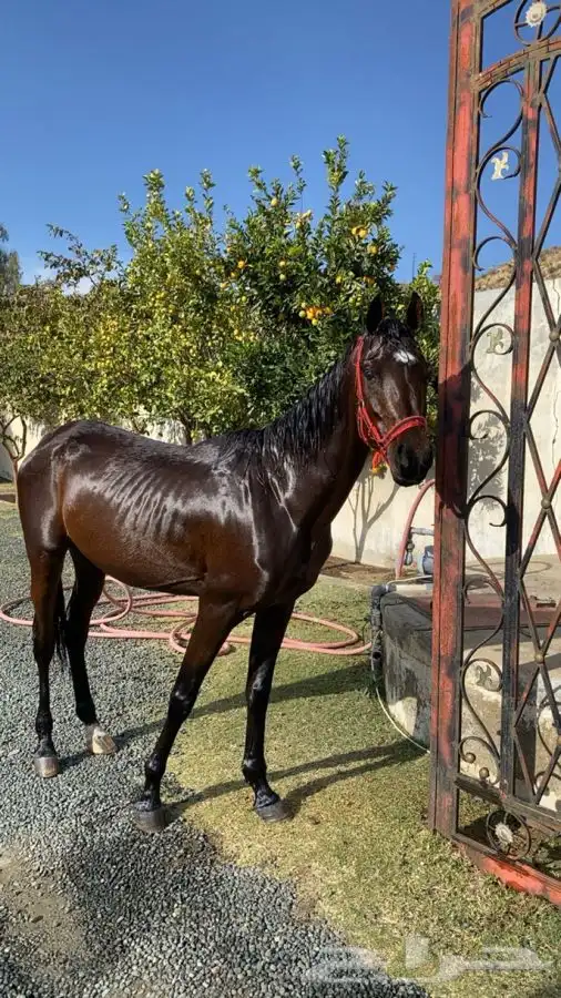 حصان شعبي   الصحه شرط   العمر 4 سنوات 1