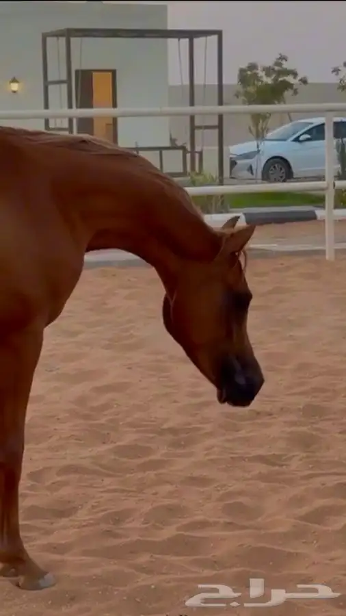 للبيع حصان واهو 2