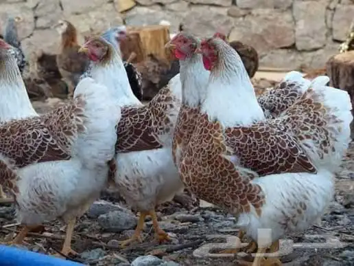 دجاج وايندوت سبلاش فاخر للبيع 1