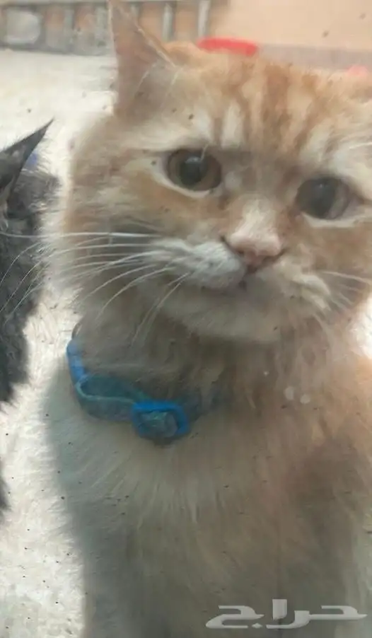 قطي ضايع من 5 شهور 0