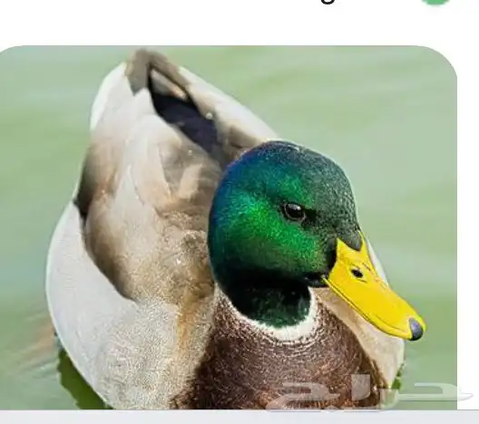 بط شرشيري ذكور 1