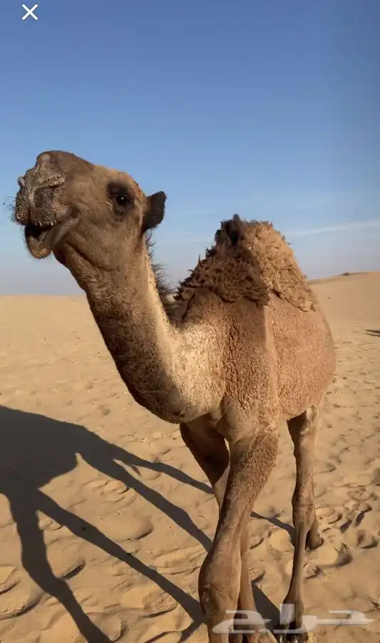 قعود دبياني كفووو 3