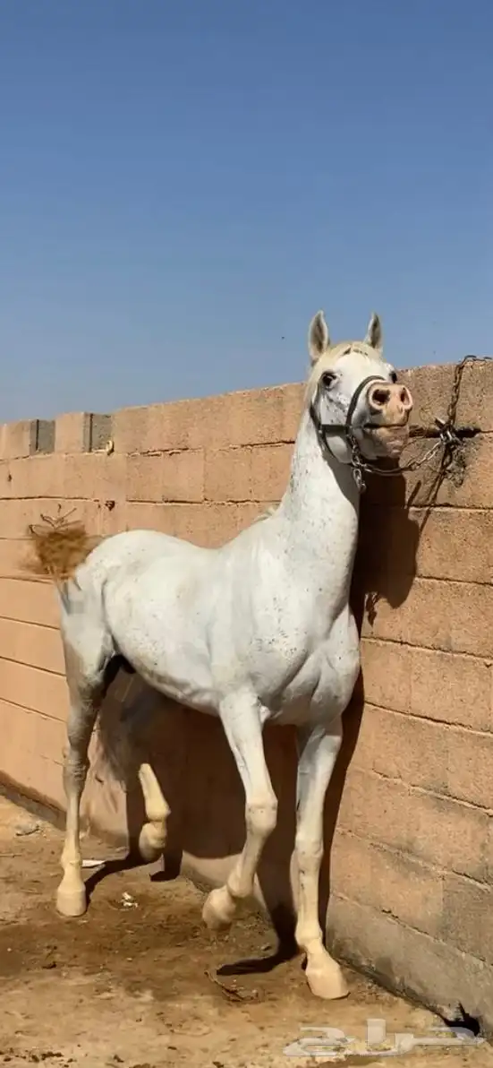 خيل شعبي اقبل البدل 2