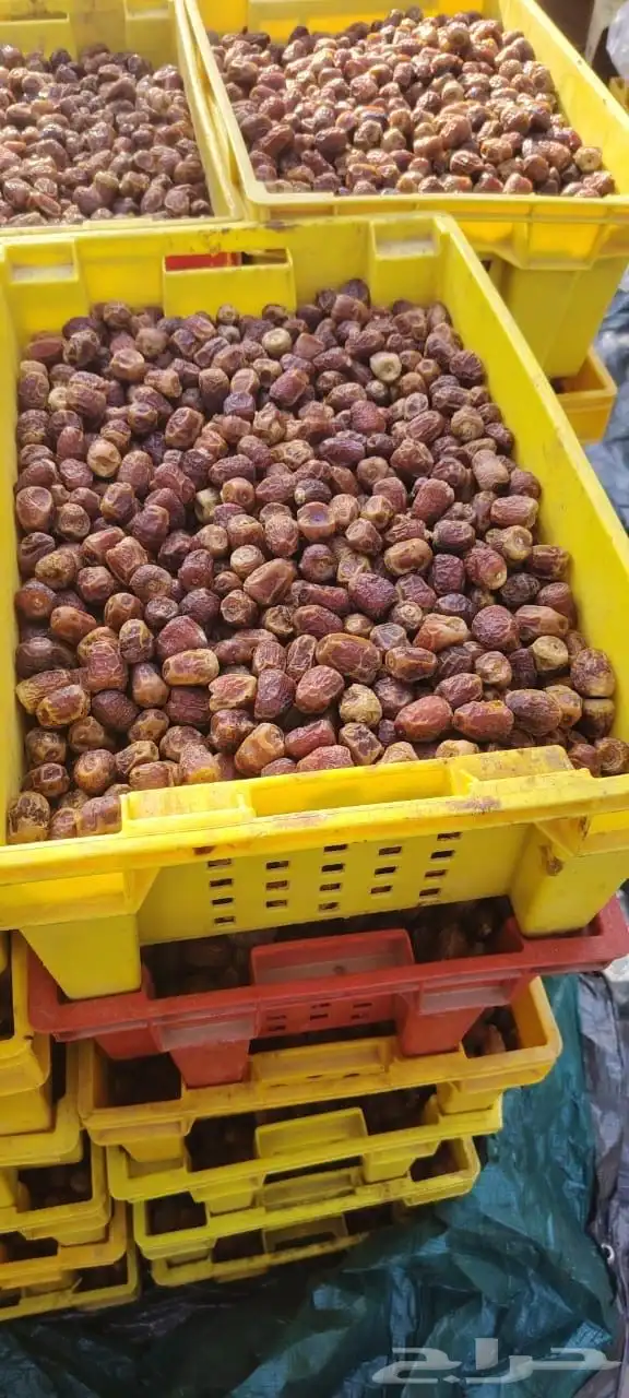 تمر سكري وخلاص 3