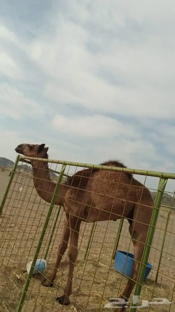 قعود كفو للبيع 0