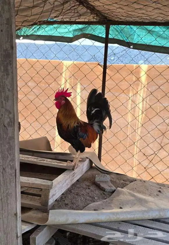 ديك عربي سيافي شباب توب 0