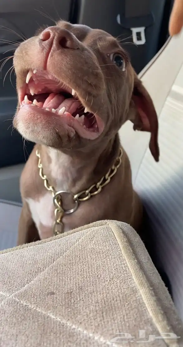 بيتبول اكس ال للبدل مع جرو جيرمن شيبرد او روت وايلر 7