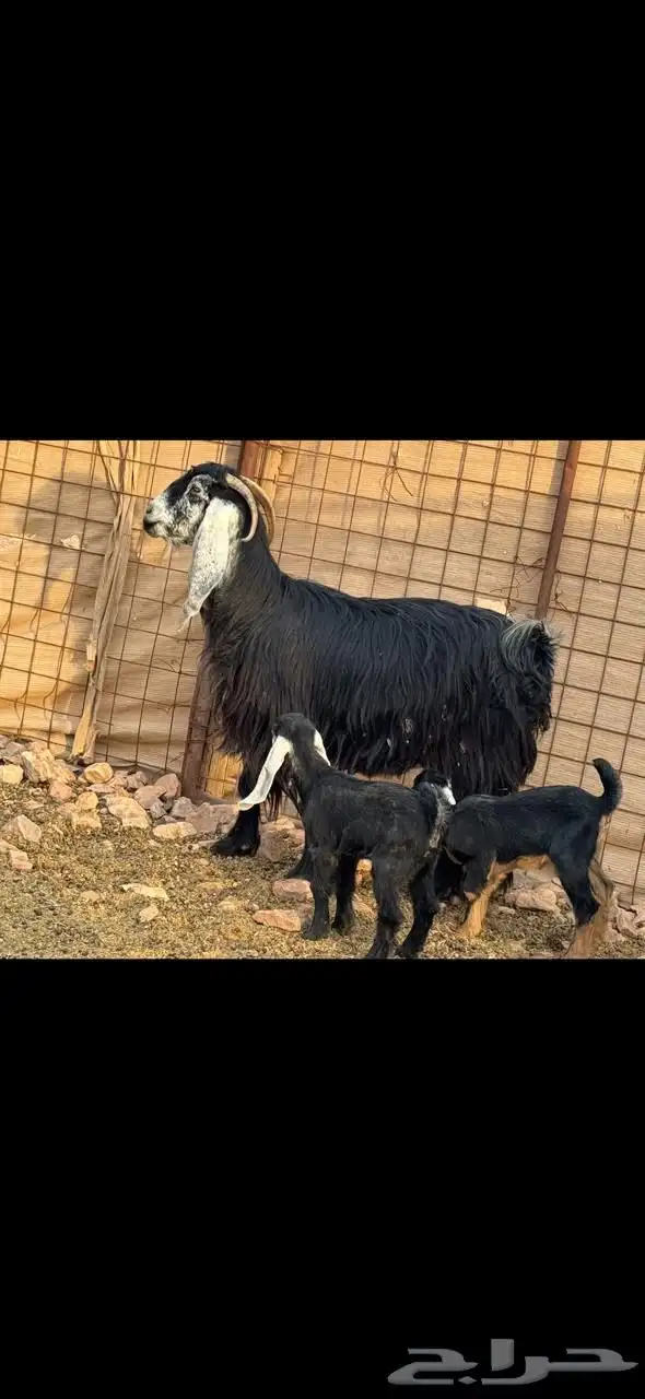 عارضيه صنف متوم 0