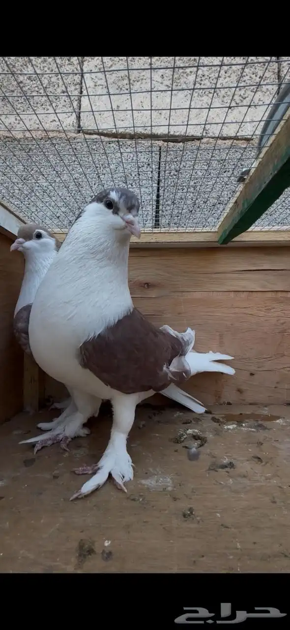 للبيع جوز حمام 1