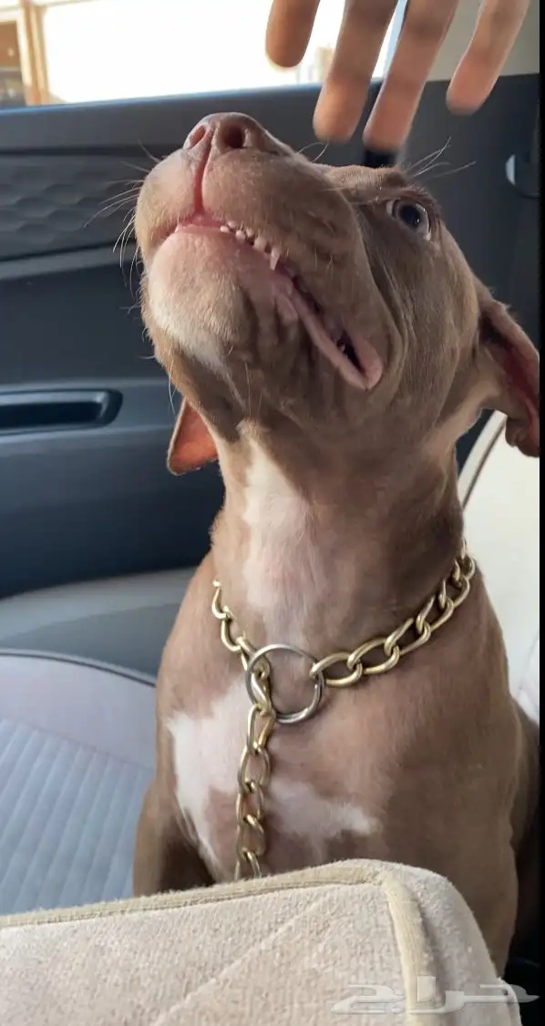 بيتبول اكس ال للبدل مع جرو جيرمن شيبرد او روت وايلر 14