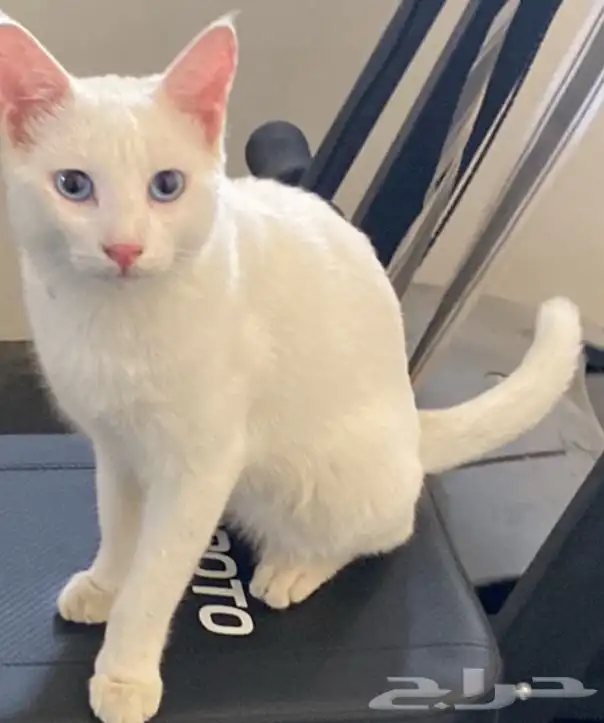 قطط للتبني 19