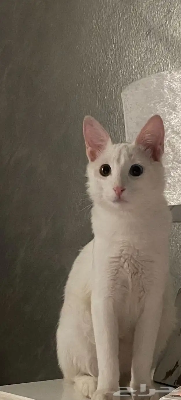 قطط للتبني 3