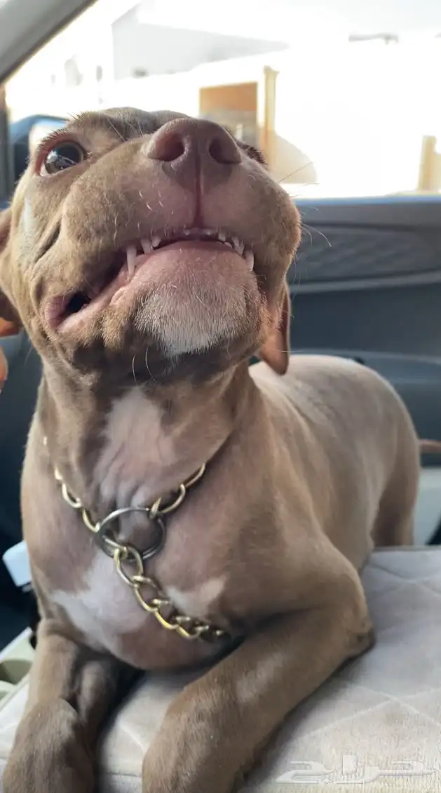 بيتبول اكس ال للبدل مع جرو جيرمن شيبرد او روت وايلر 8