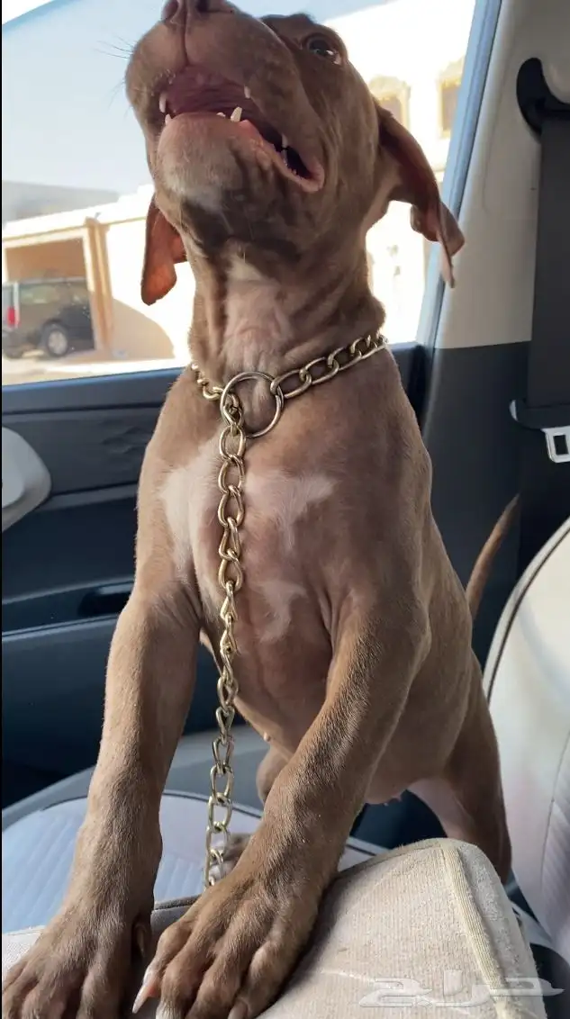 بيتبول اكس ال للبدل مع جرو جيرمن شيبرد او روت وايلر 12