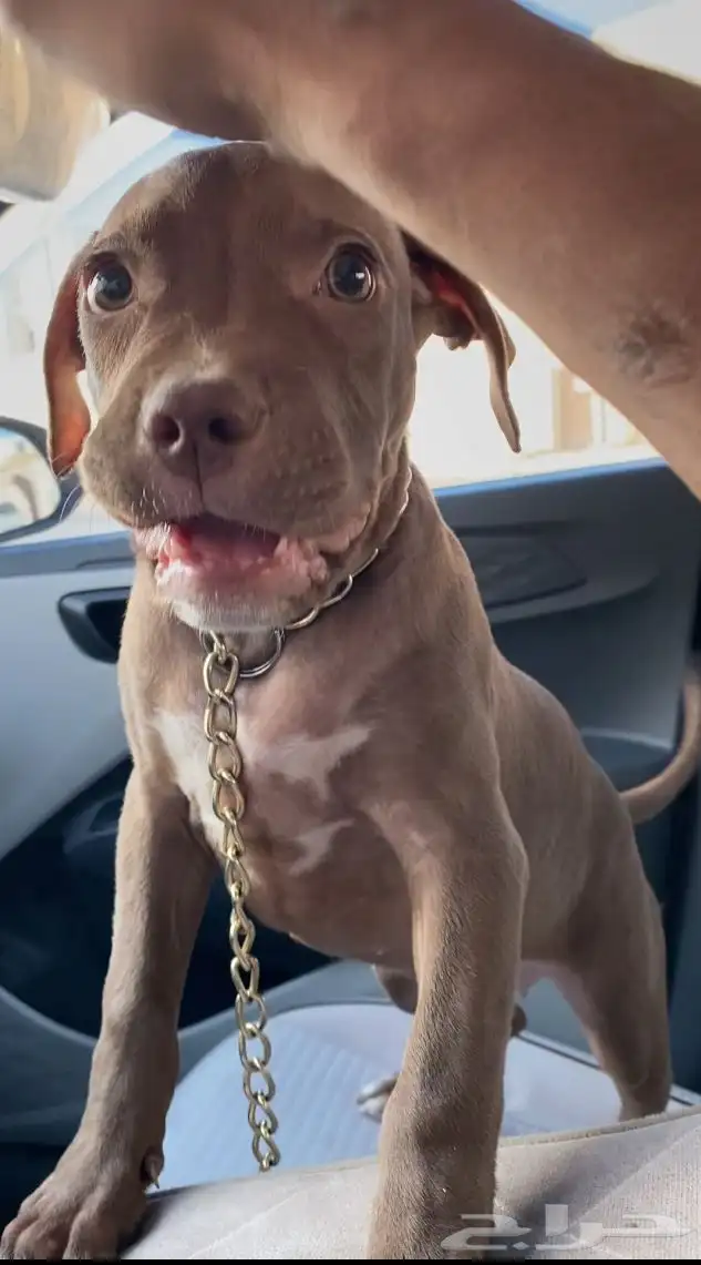 بيتبول اكس ال للبدل مع جرو جيرمن شيبرد او روت وايلر 10