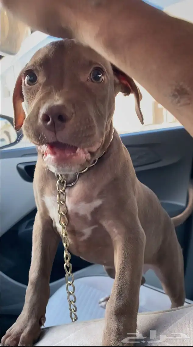 بيتبول اكس ال للبدل مع جرو جيرمن شيبرد او روت وايلر 11