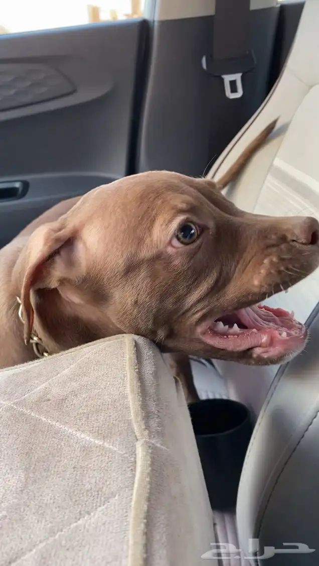 بيتبول اكس ال للبدل مع جرو جيرمن شيبرد او روت وايلر 13