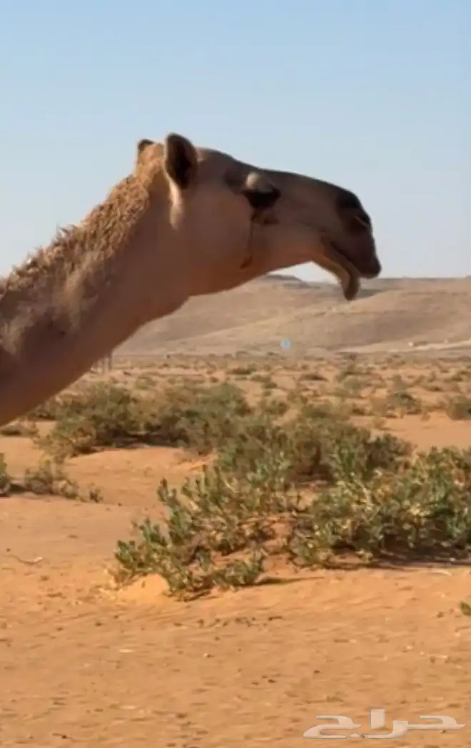 للبيع ناقه شعلا 2