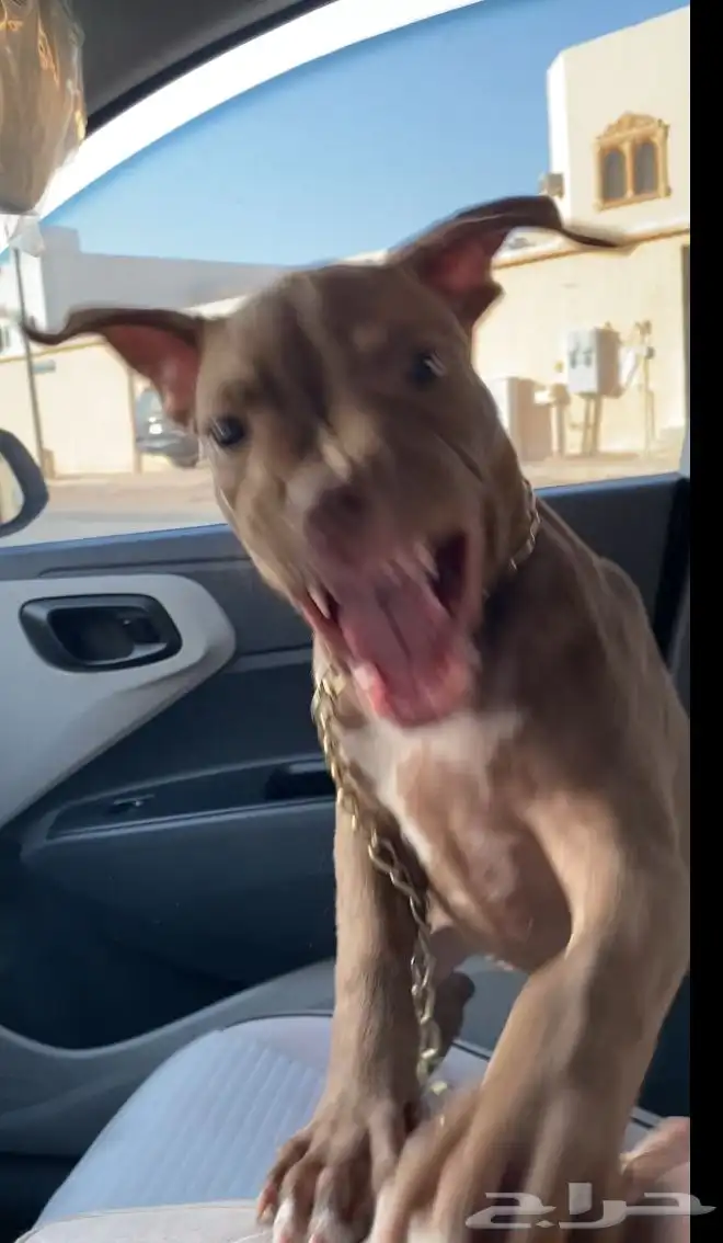 بيتبول اكس ال للبدل مع جرو جيرمن شيبرد او روت وايلر 9